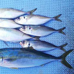 第二常豊丸 釣果