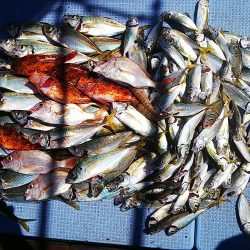 第二常豊丸 釣果