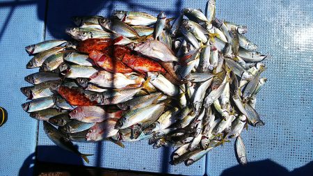 第二常豊丸 釣果