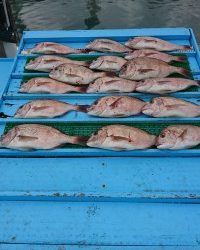 和歌山マリーナシティ釣り堀 釣果