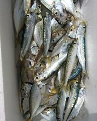 和歌山マリーナシティ釣り公園 釣果