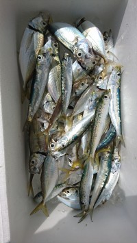 和歌山マリーナシティ釣り公園 釣果