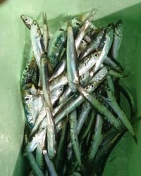 和歌山マリーナシティ釣り公園 釣果