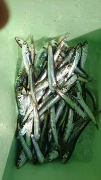 和歌山マリーナシティ釣り公園 釣果