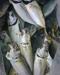 和歌山マリーナシティ釣り公園 釣果