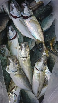 和歌山マリーナシティ釣り公園 釣果