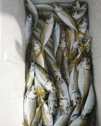 和歌山マリーナシティ釣り公園 釣果