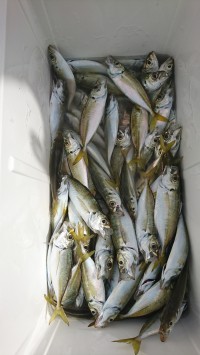 和歌山マリーナシティ釣り公園 釣果