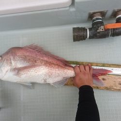 フィッシングボートACE(エース) 釣果