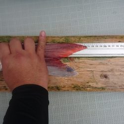 フィッシングボートACE(エース) 釣果