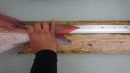 フィッシングボートACE(エース) 釣果