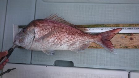 フィッシングボートACE(エース) 釣果