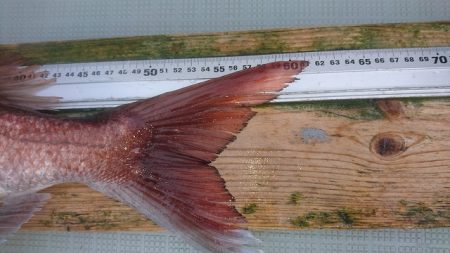 フィッシングボートACE(エース) 釣果