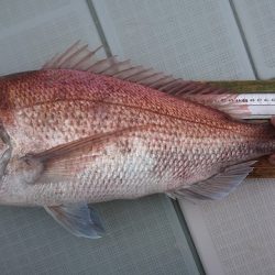 フィッシングボートACE(エース) 釣果