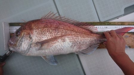 フィッシングボートACE(エース) 釣果