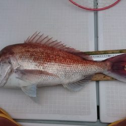 フィッシングボートACE(エース) 釣果