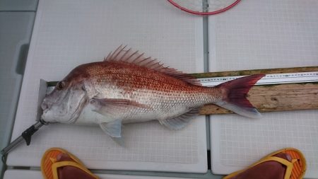 フィッシングボートACE(エース) 釣果