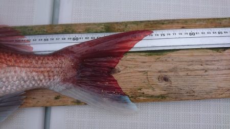 フィッシングボートACE(エース) 釣果