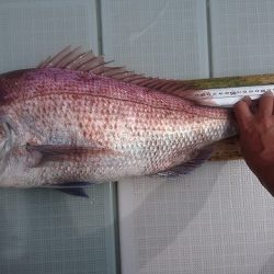 フィッシングボートACE(エース) 釣果