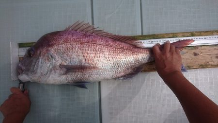 フィッシングボートACE(エース) 釣果