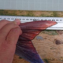 フィッシングボートACE(エース) 釣果