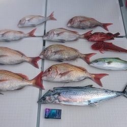 フィッシングボートACE(エース) 釣果