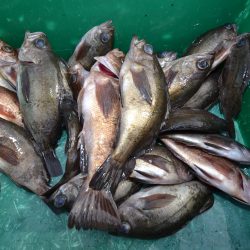 アジアマリンサービス 釣果