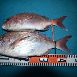 アジアマリンサービス 釣果