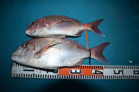 アジアマリンサービス 釣果