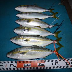 アジアマリンサービス 釣果