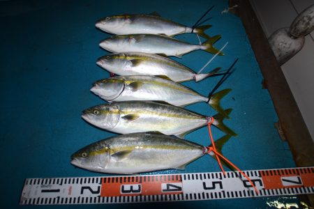 アジアマリンサービス 釣果