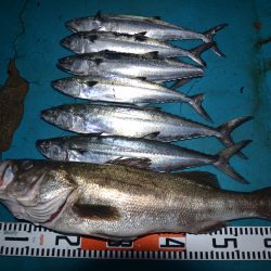 アジアマリンサービス 釣果