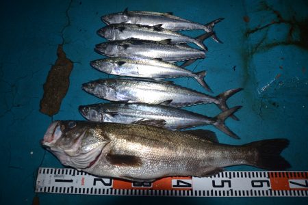 アジアマリンサービス 釣果