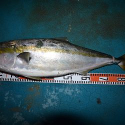 アジアマリンサービス 釣果