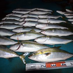 アジアマリンサービス 釣果