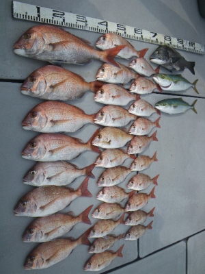 磯部釣船 直栄丸 釣果