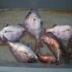 磯部釣船 直栄丸 釣果