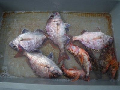 磯部釣船 直栄丸 釣果