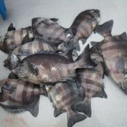 磯部釣船 直栄丸 釣果