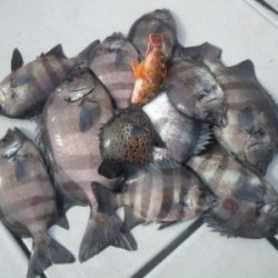 磯部釣船 直栄丸 釣果