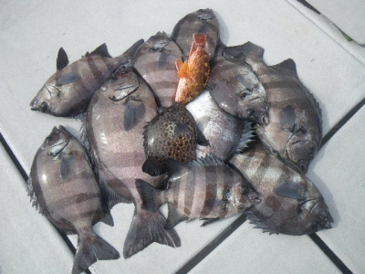 磯部釣船 直栄丸 釣果