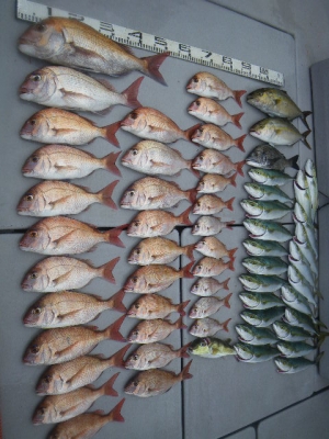 磯部釣船 直栄丸 釣果