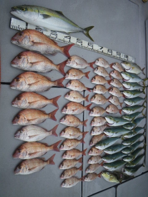 磯部釣船 直栄丸 釣果