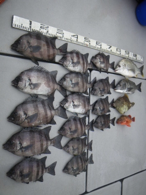 磯部釣船 直栄丸 釣果