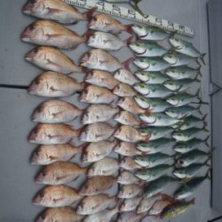 磯部釣船 直栄丸 釣果