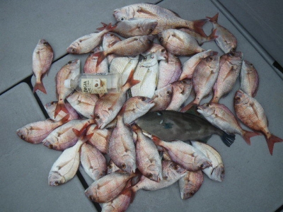 磯部釣船 直栄丸 釣果