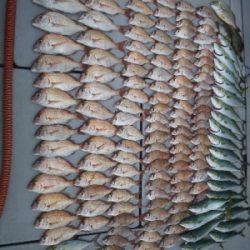 磯部釣船 直栄丸 釣果