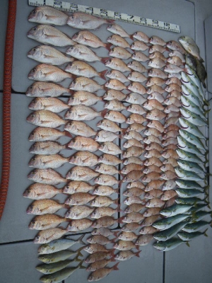 磯部釣船 直栄丸 釣果