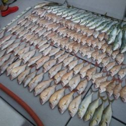 磯部釣船 直栄丸 釣果