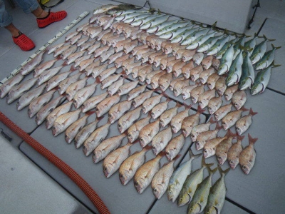 磯部釣船 直栄丸 釣果